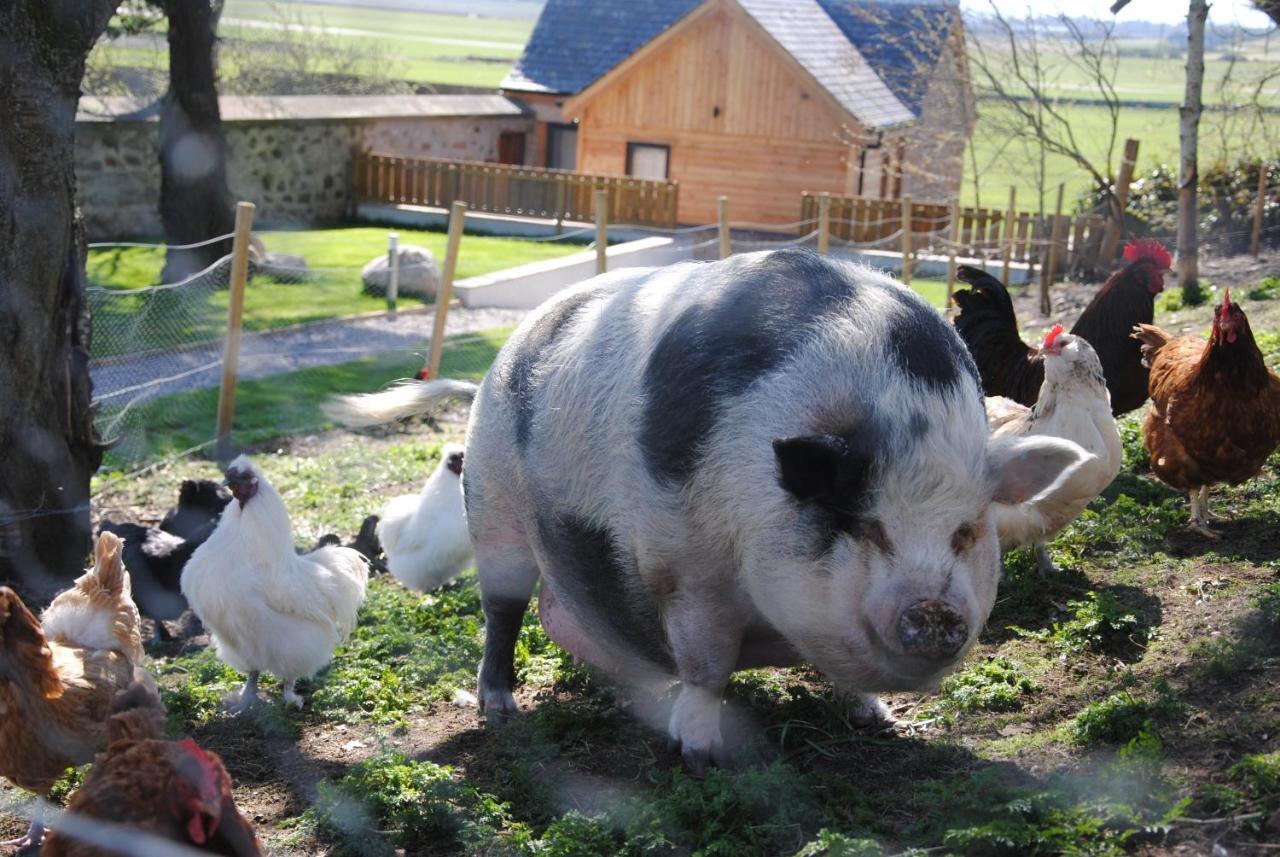 Delny Glamping And Farm Animals 호텔 인버고든 외부 사진